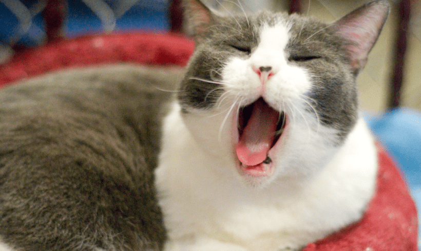 Tired after a long weekend? Tired after a long weekend?
