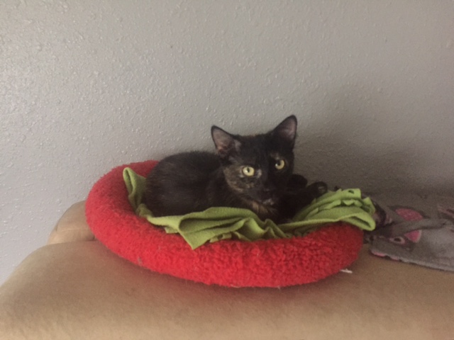 Minnie Minnie