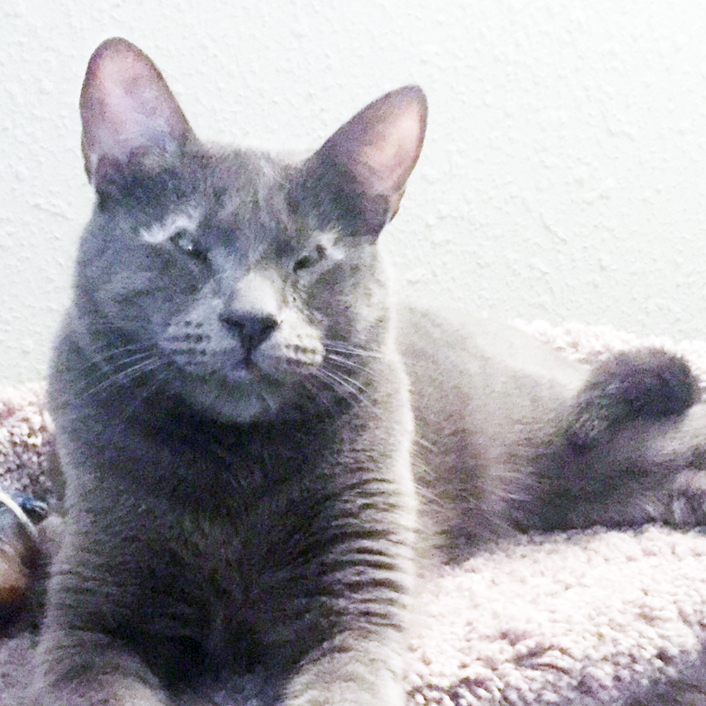 How Can You Give Insulin To A Cat Without Shots How Can You Give Insulin To A Cat Without Shots