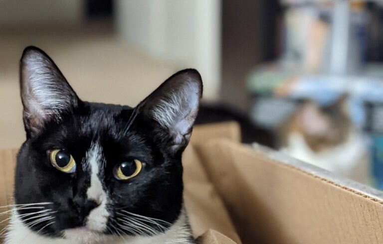 Adoption Story: Guinness! Adoption Story: Guinness!