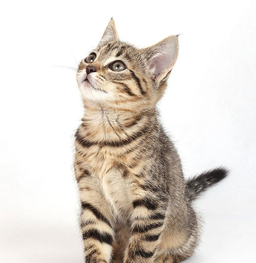 kitten looking up