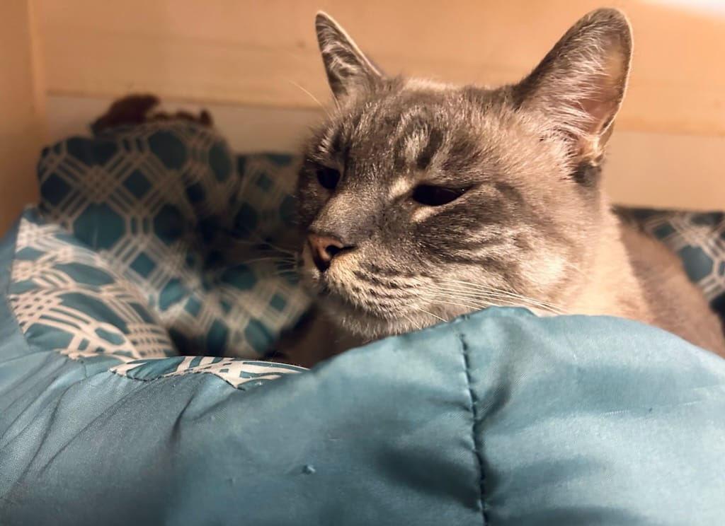 Kona