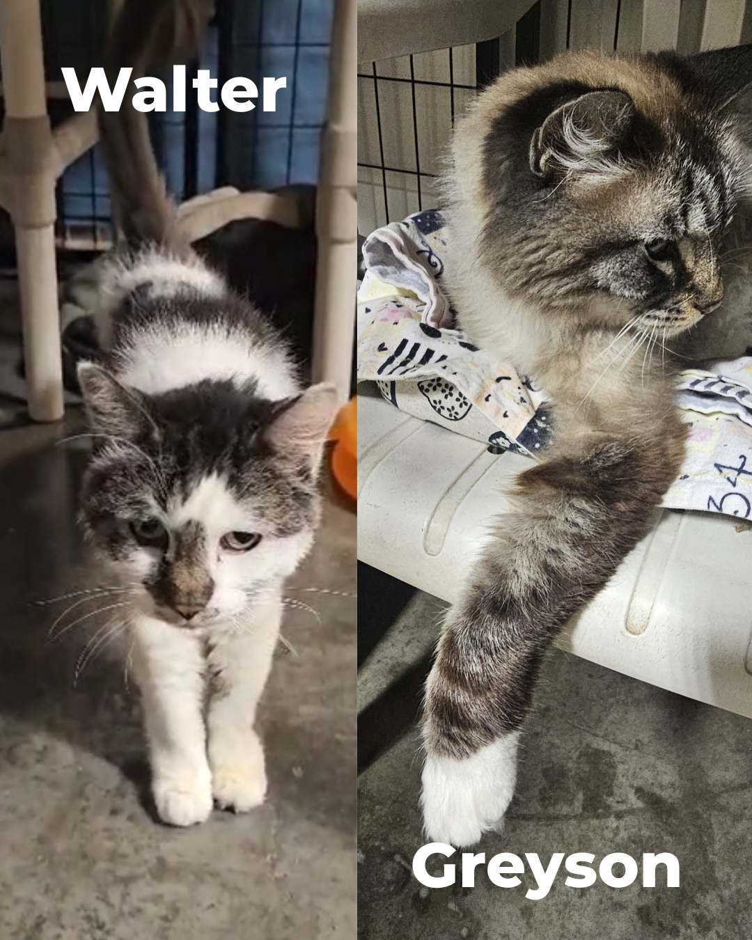 Walter & Greyson