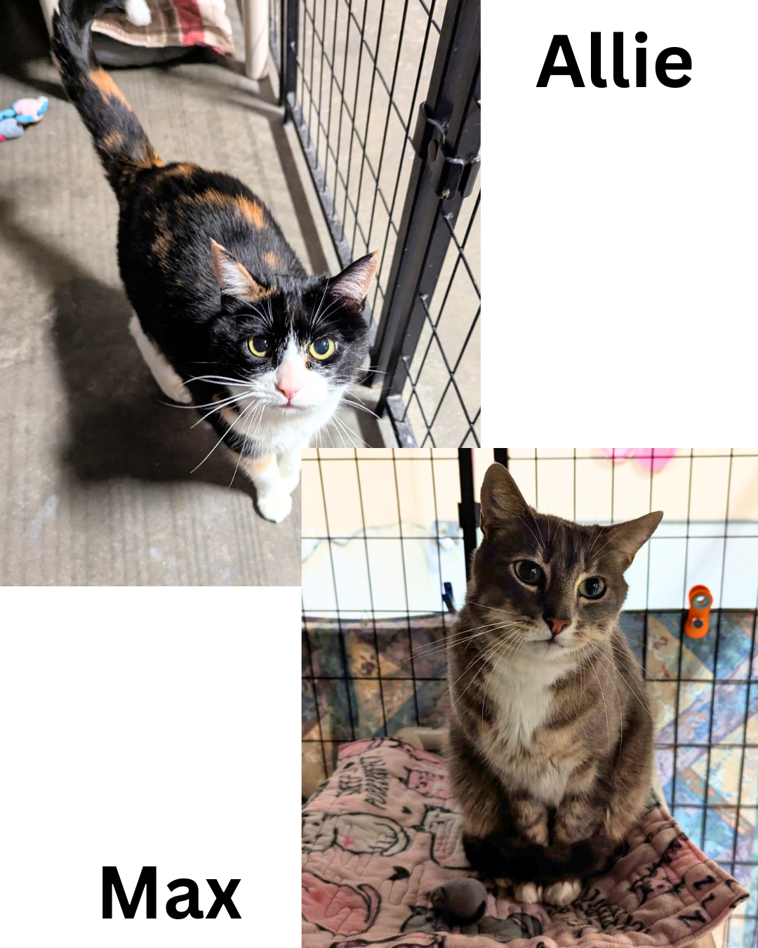 Max & Allie