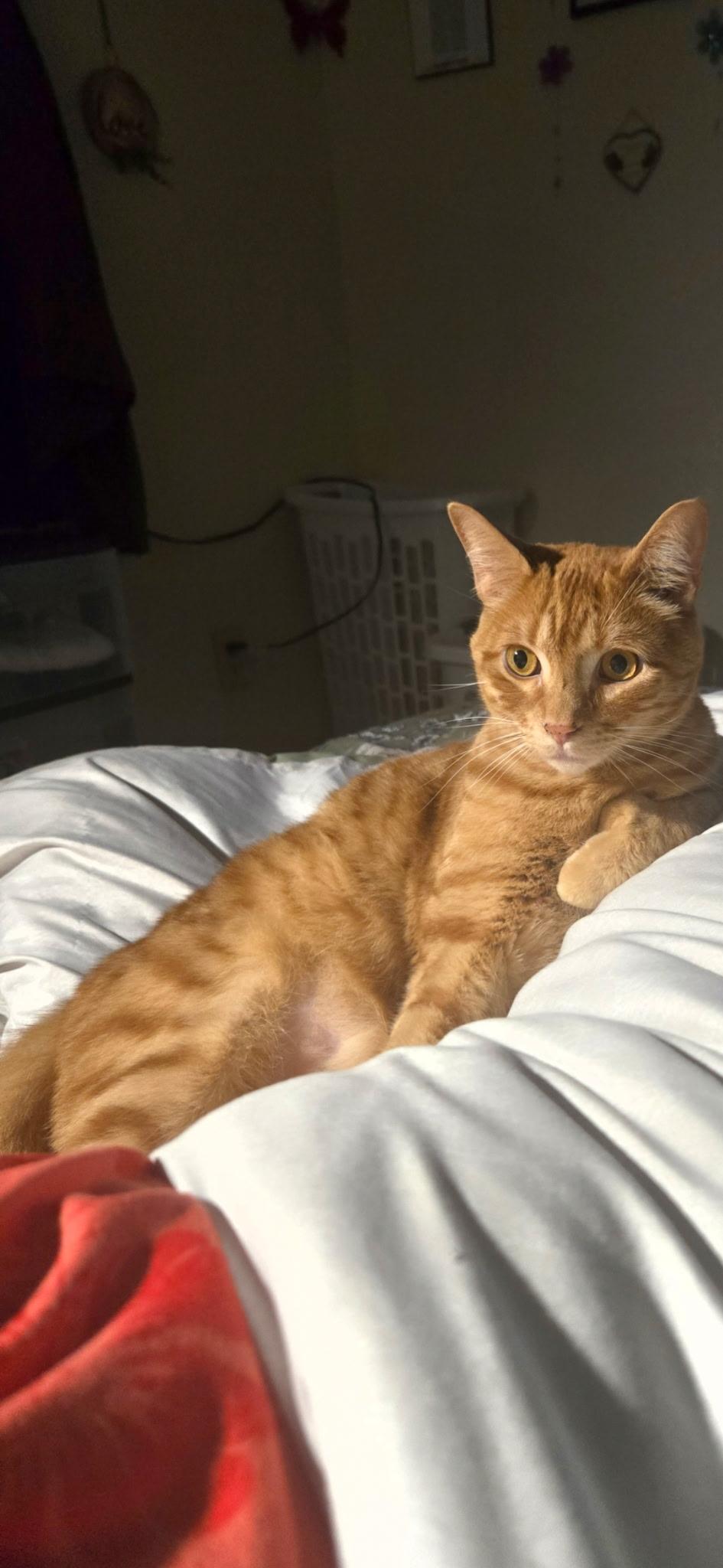 Simba