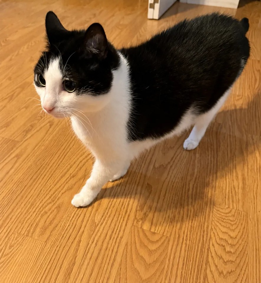 Kiki
